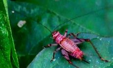 听起来像海浪声的清晨虫鸣,那种让人感到既舒适又令人振奋的声音