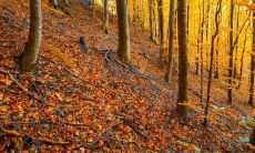 疲惫郁闷的我，倾诉心情的几句话——心境陈述短语集锦