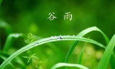 从古代农历到现代社会：深入探究谷雨节气的历史、文化背景以及其在现代社会中的重要意义