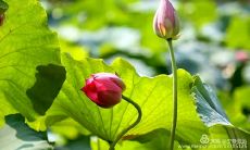 遗憾后悔的句子：因不愿听从他人建议而带来的懊悔与失望