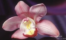 富有启发性的古代励志名言,激励人们勇往直前并在生命之路上取得成功