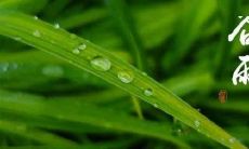 谷雨时节的微信朋友圈发言配图