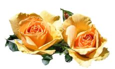 A Friendship Fulfilled, But Love Remains Undecided: A Sentiment Expressed in English