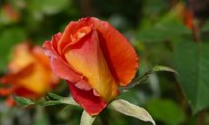 欢迎来到全新的一天,让我们用友情之光照亮早晨的路程!