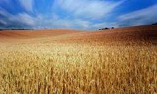 精选优美的句子，描述麦田的美景和魅力