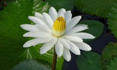 和爱情,传递了真挚、深情和美好的情感,让人感受缘分的奇妙与珍贵:关于缘分的唯美句子,描绘友情和爱情的深情真挚