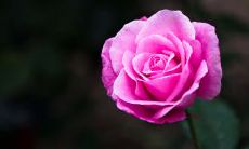 一些表达对友情不满或无语的句子,以及如何重建被破坏的友谊