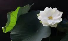 深意隽荡的佛法佛语:警醒心灵,悟透禅机