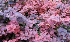 欢愉的心情,绽放着美丽的句子,让人陶醉忘返