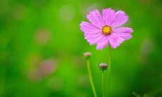 一些可以用来形容人开心的句子,让你在生活中更具积极向上的态度!