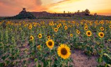 探寻春季中平淡却充满幸福的美好句子