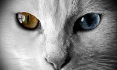 如何运用高冷的语言表达出深刻的思想？