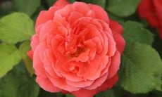 收集十个关于月季花的美丽句子:赞美、描写、表达,展现月季花的绝美与魅力