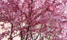 近代诗人所创的诗句中，总存在着涉及桃花的主题，这些描绘桃花的诗句，留下了许多关于其美丽与绮丽的描述与赞颂