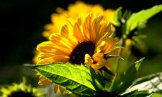 无论遇到什么困难，都要保持积极正能量的态度和思想，这样才能让我们走向更加美好的未来