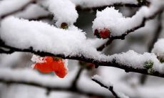 美丽而神秘的冬日景象:用精美语言描绘下雪的情景和感受