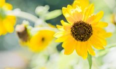 如何用简单却优雅的语句来表达自己的想法？