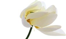 晚间发送什么内容的问候信息才能彰显真诚与情感？