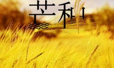 解读中国传统文化中的二十四节气之一——芒种节气的历史背景、民俗习俗及其相关谚语探析
