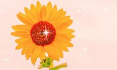 令阅卷老师惊艳的句子，让您的作文脱颖而出