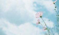 苦恼不已之句子：表达心烦意乱的短语和语句