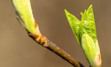 在这个充满希望和新生命的季节中,我们可以用来欣赏和庆祝的一些关于春天的美丽句子