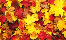 寻觅秋天韵味：优美诗句一网打尽！