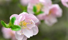 回顾咏梅的古今诗句，沉浸在优美绝伦的语言中，感受冬末春初花开的温馨与甘甜