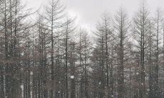 痛彻心扉、令人心碎的哀句与悲歌——竭力排解内心痛苦的办法