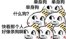 享受单身生活的狗,发表自己的情人节观感和心情:一系列句子传达单身狗们的情感与态度