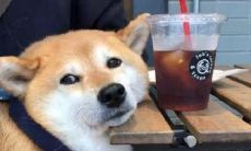 48句七夕节专属搞笑句子，让单身狗也能开怀大笑