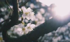 30首感受春风轻拂的咏叹诗篇，全方位呈现春风的婉约魅力与令人陶醉的自然之美