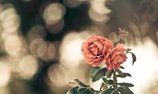 每一句都撕裂心灵的悲伤文字，让人痛哭流涕！