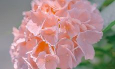 女性最喜爱在抖音上使用的时髦口号