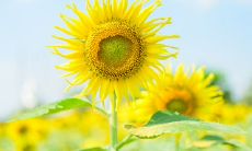 发自内心的赞叹生命美好的激动人心的语句