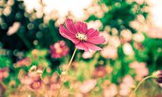 每日分享一句鼓舞人心的早安句子，坚持正能量，迎接美好生活！