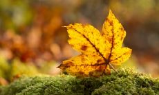 商场顾客获得商家问候短信，增强品牌关联及消费者忠诚度的持久效应