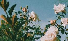 让你每一天都充满快乐的美好祝福句子