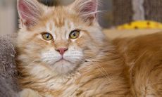 一系列描述可爱小猫的生动句子彰显出它们活泼、俏皮、娇嫩和迷人的特征