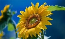 令人心碎的爱情背叛：表达对爱人无尽失望和沮丧的长句子