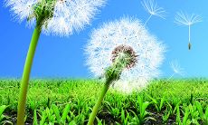 精选唯美句子，赞美蒲公英的美丽与生命力