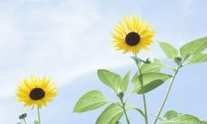 从环保谚语到名言警句——探索环保智慧的长久影响力