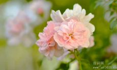 鼓舞人心、激发力量的励志名言警句，让我们迎接挑战、超越自我！