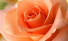 探讨亲情与友情:描绘那些让我们动容的关系、分享同感的时光和彼此坚守不离不弃的情感盛宴