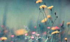 如何编写一封优质、个性化、有效的汽车购买客户问候短信？