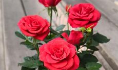 在花园里种花让我感到开心,这里有一些赋予生命的植物,点缀着繁茂的枝条,让我感受到自然界的宏伟壮观