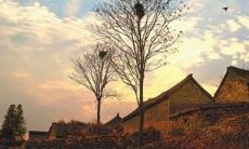 极富诗意的自然环境，享受鸟鸣虫语、花香草气的宜人天地描述