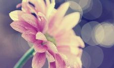 珍视亲情之情，宝贵无比的措辞