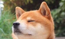 非常快乐的欣喜之言