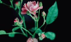 在深秋夜晚，用一句正能量的心语送你晚安